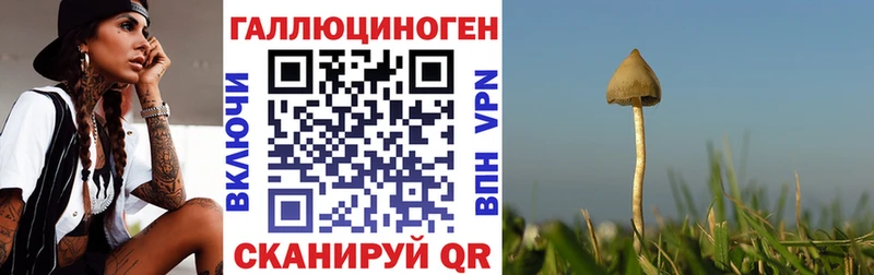 Псилоцибиновые грибы Psilocybine cubensis  Выборг 